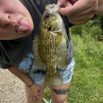 TRUSCEND Fishing Lures for Freshwater and Saltwater. Lifelike Swimbait for Bass Trout Crappie. Slow Sinking Bass Fishing Lure. Amazing Fishing Gifts for men. Must-have for Family Fishing Gear