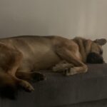 ChomChom Pet Hair Remover