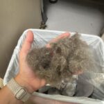 ChomChom Pet Hair Remover